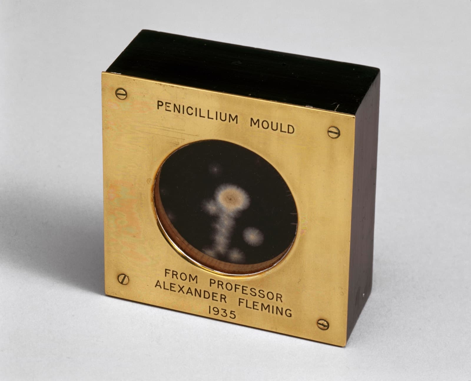 A sample of Alexander Fleming's original penicillin mould