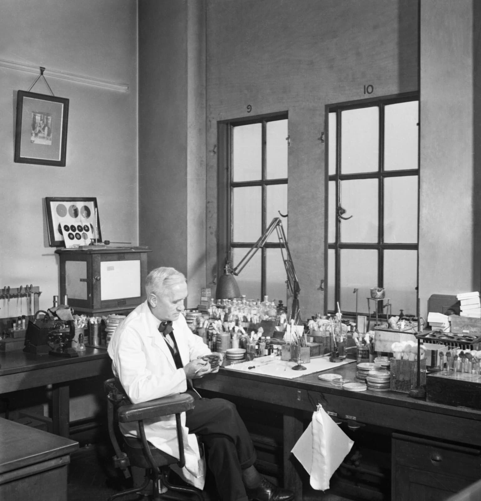 Alexander Fleming examining a culture dish in his laboratory at St Mary's Hospital